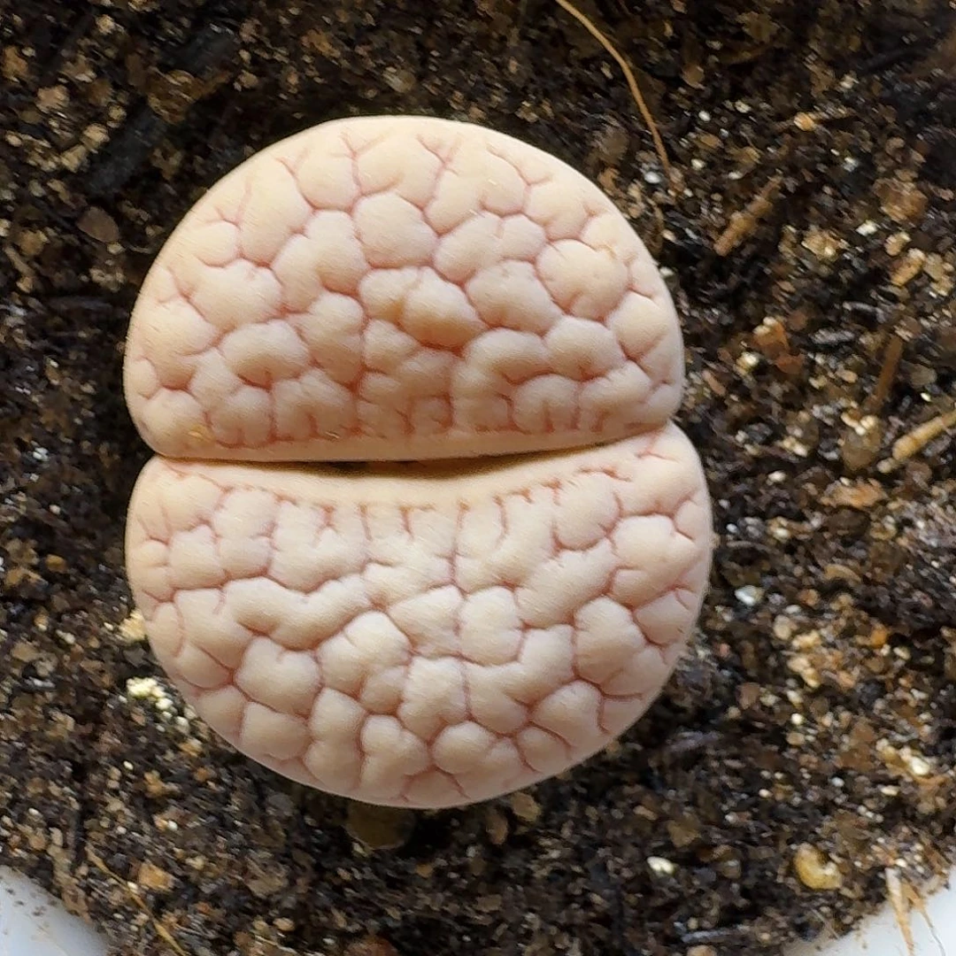 I***.生石花23:：：。  170