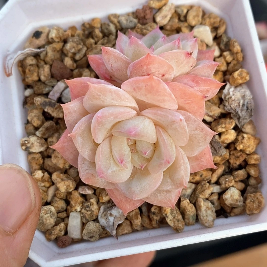 精品肉一物一拍80