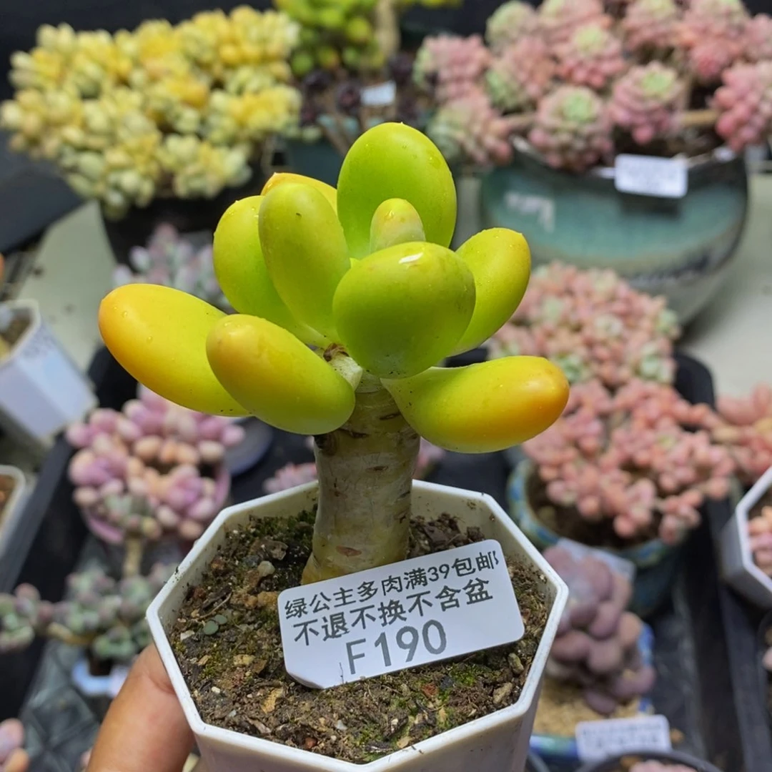 190金蟾多肉肉5c m
