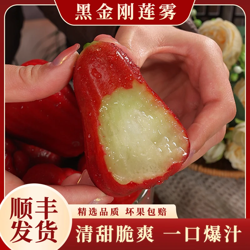 【顺丰】福建黑金刚莲雾新鲜热带水果特产清甜爆汁精选新鲜2斤起