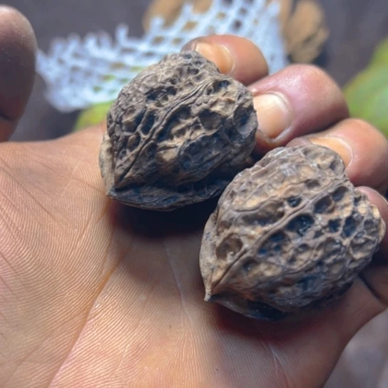 核桃卡36尖嘴异兽三楞18号