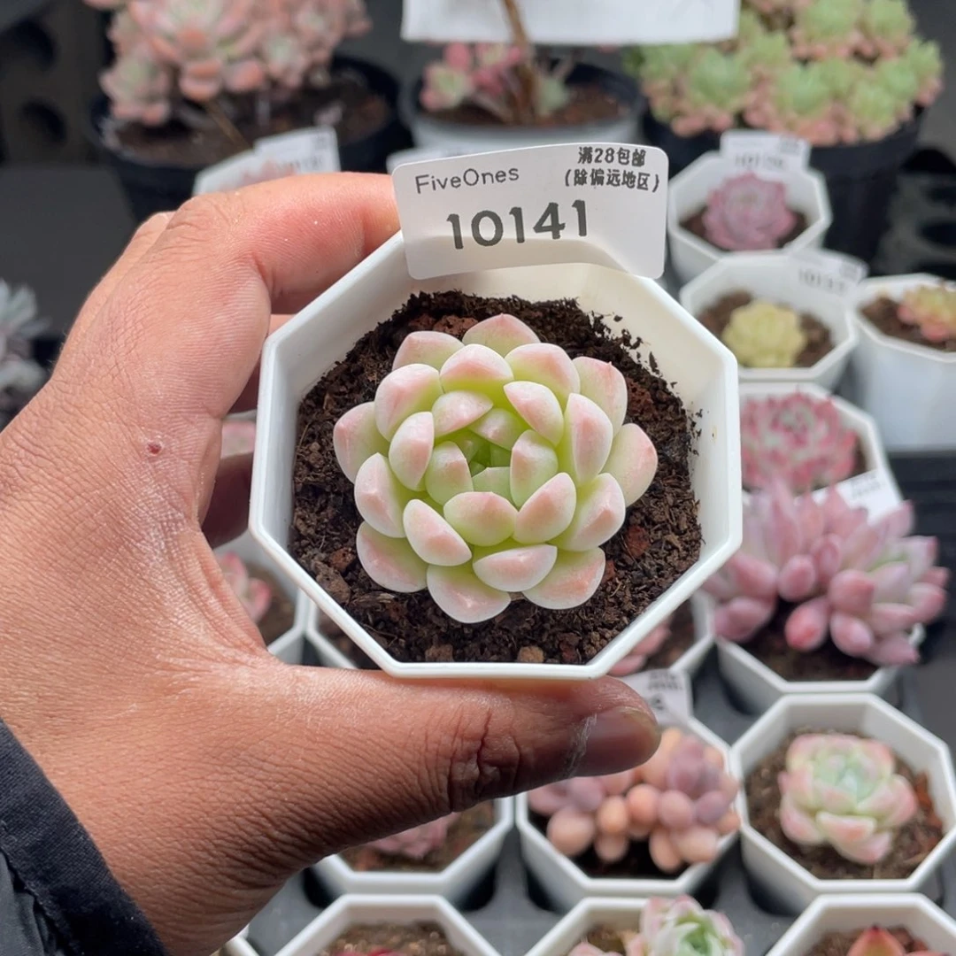 柒*、10141美梦4.5厘米