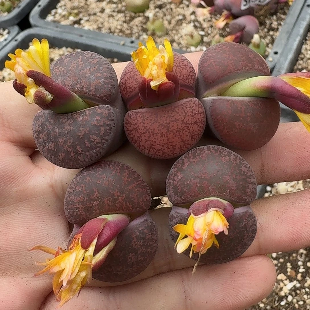 D002酒红紫薰酒红灵耀混合