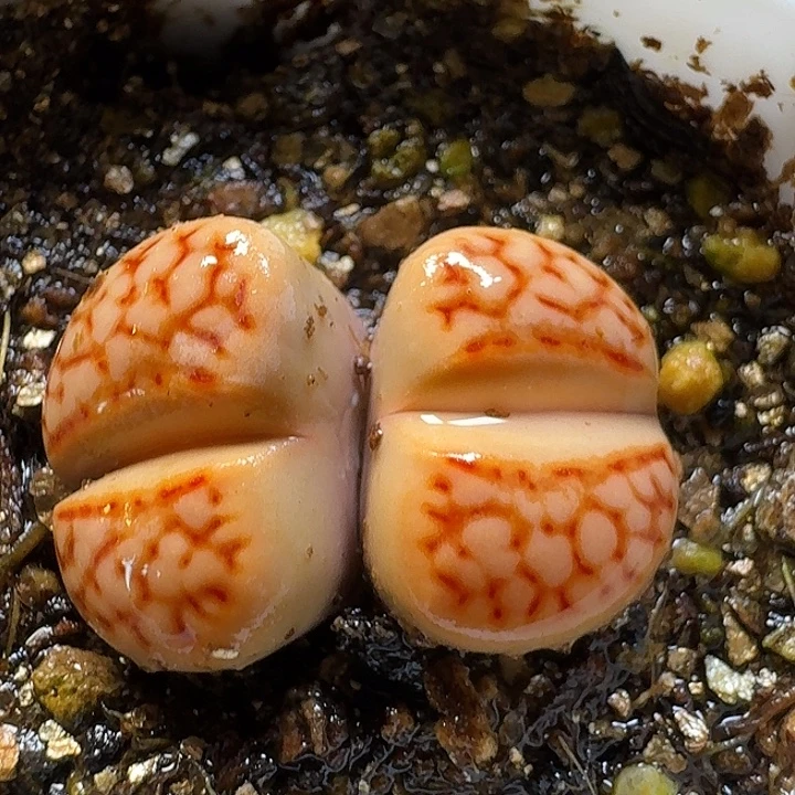 生石花23:：。   62号。 1.5左右