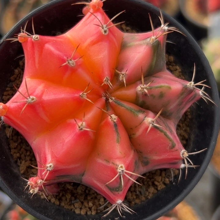 泰国米哈仙人球实生