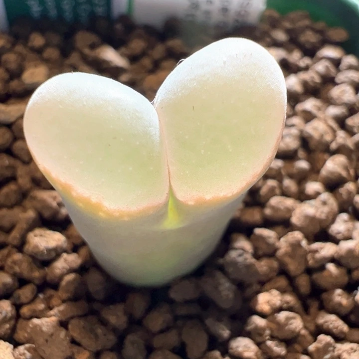 784。青蛙5年 鹅卵石超白窗b23。88折后价