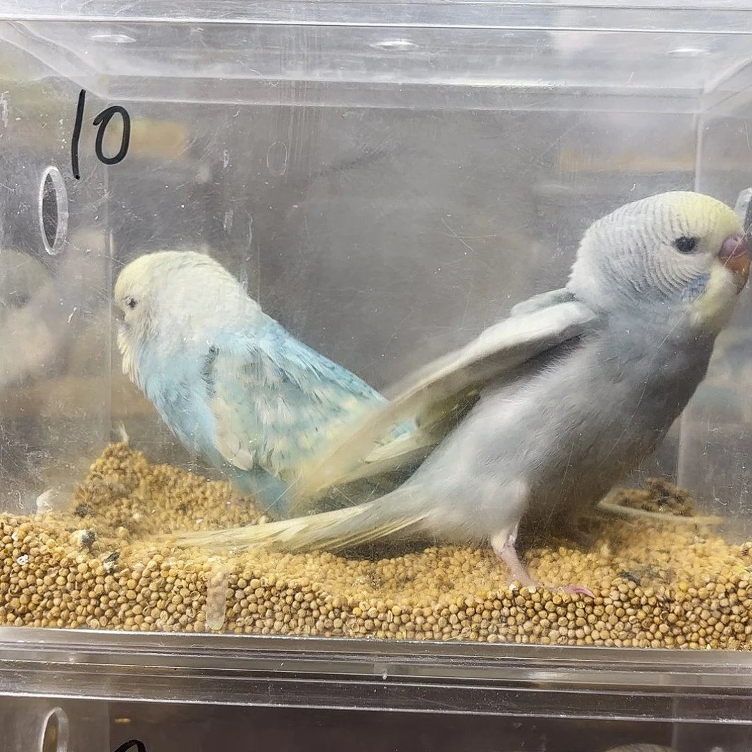 小***）虎皮鹦鹉金彩一对