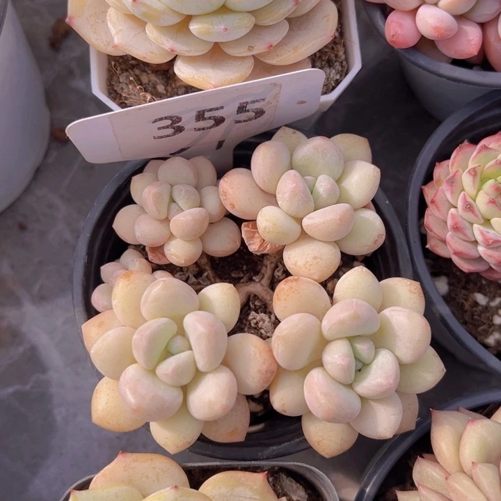 健健康康平平安安