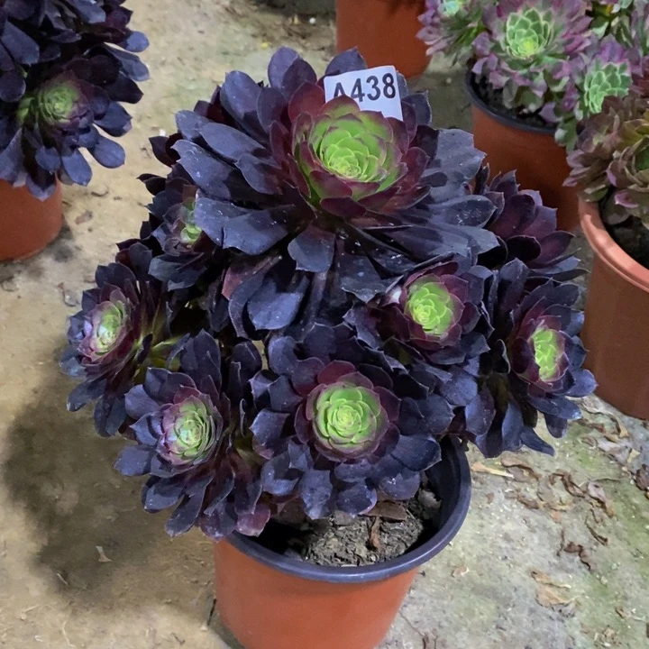 黑骑士多肉植物438