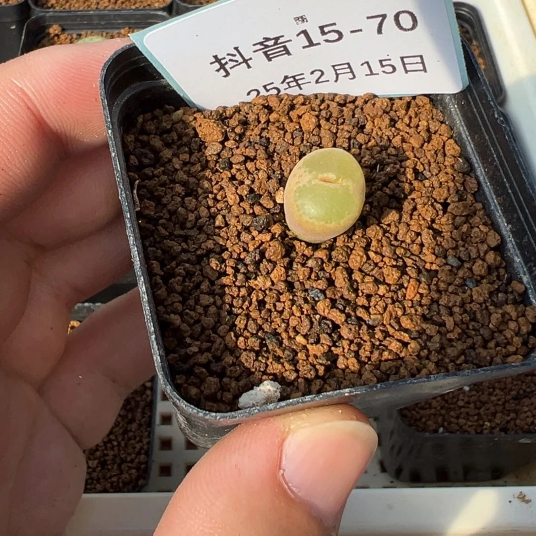 15-70肉锥多肉植物，