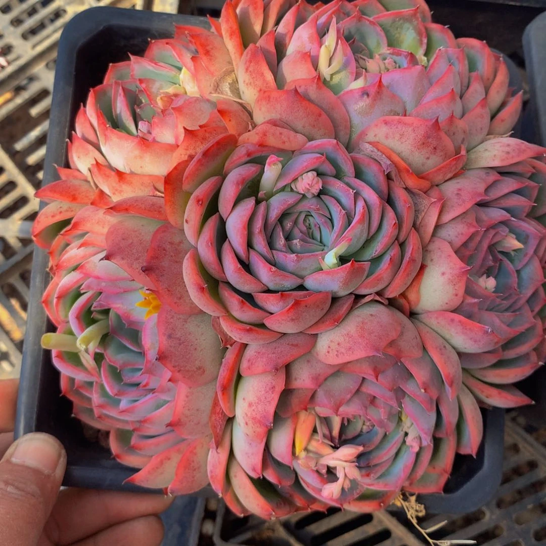 侧影群生多肉植物