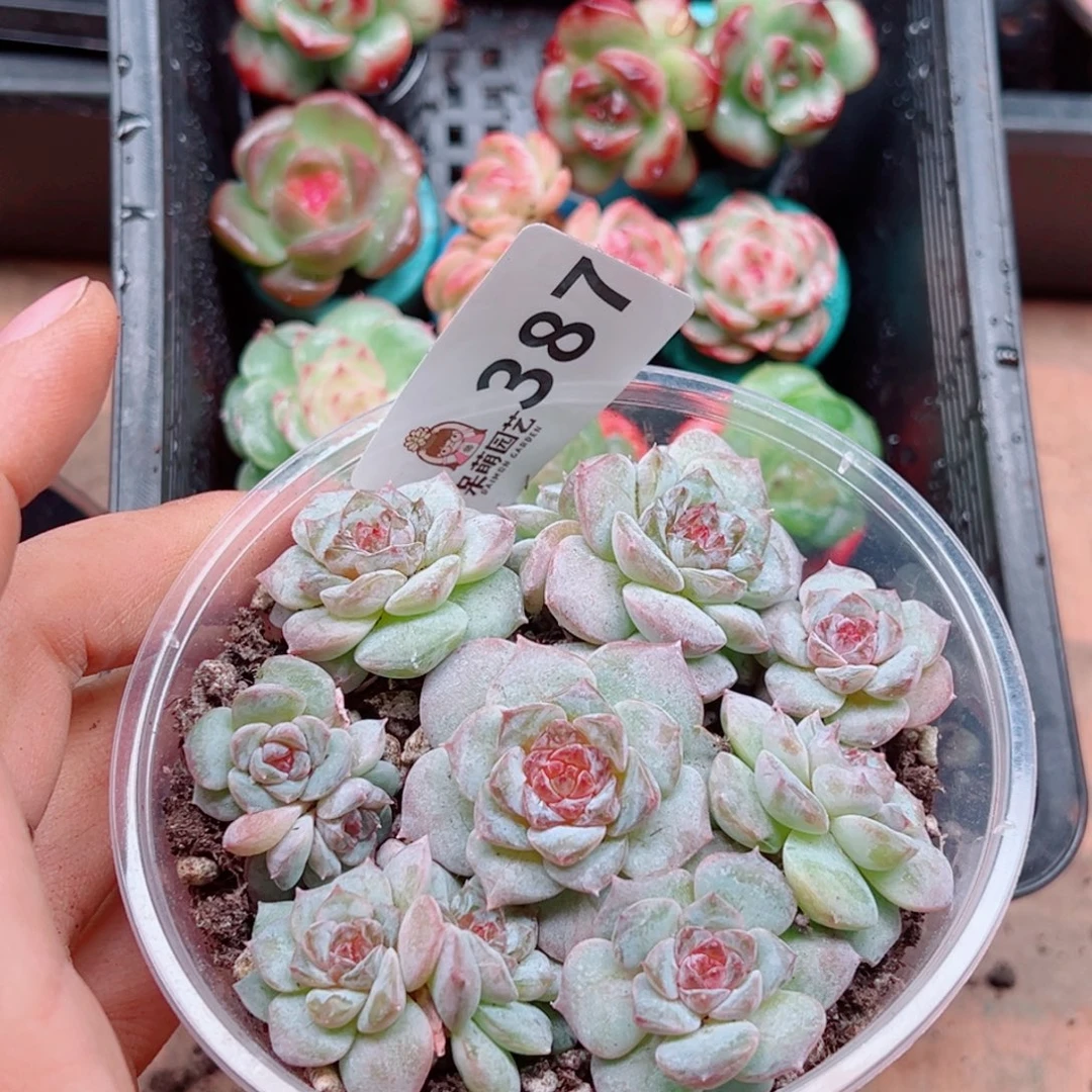 多肉植物多肉植物