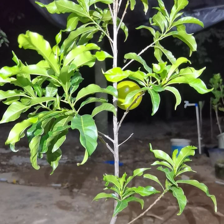 雅***木当前无花栽培后可以开花