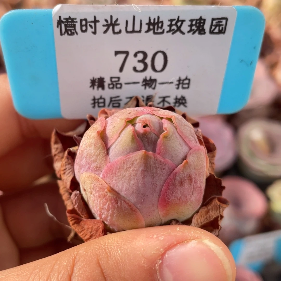 山地玫瑰730裸根发货不售后