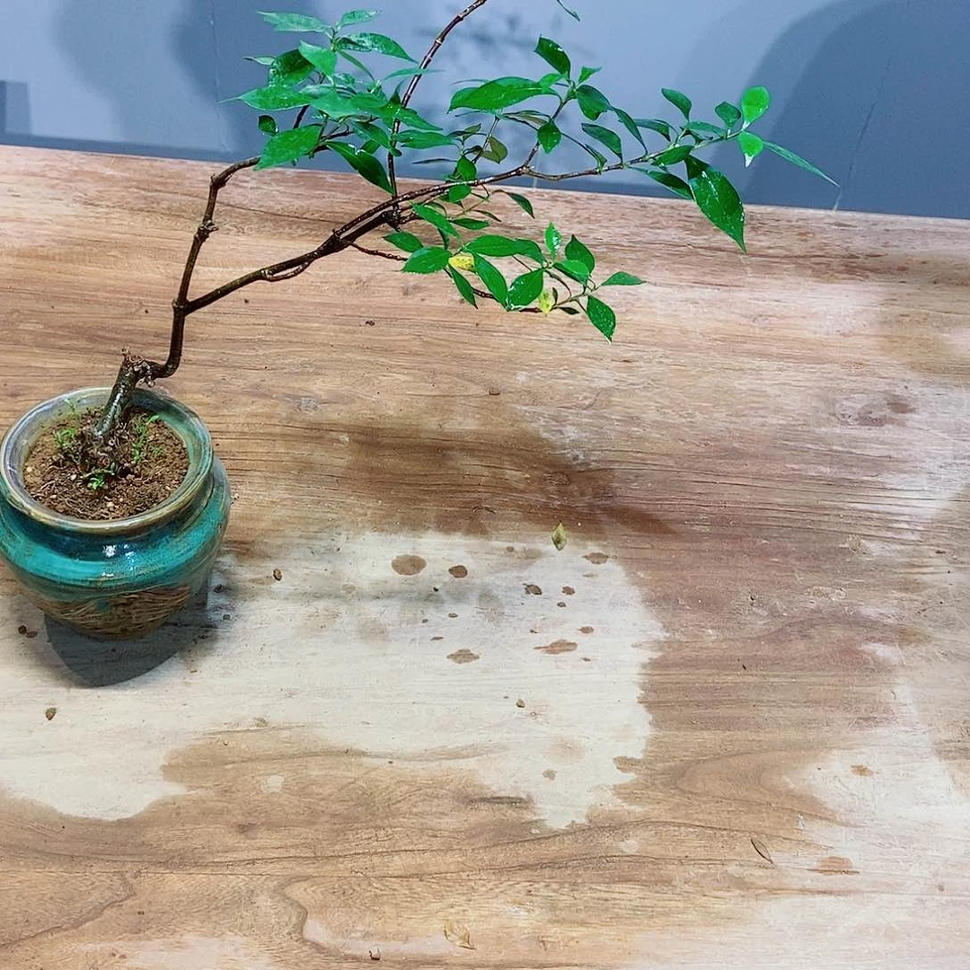 无花朵嘿***伙感谢您对我工作的支持与支持