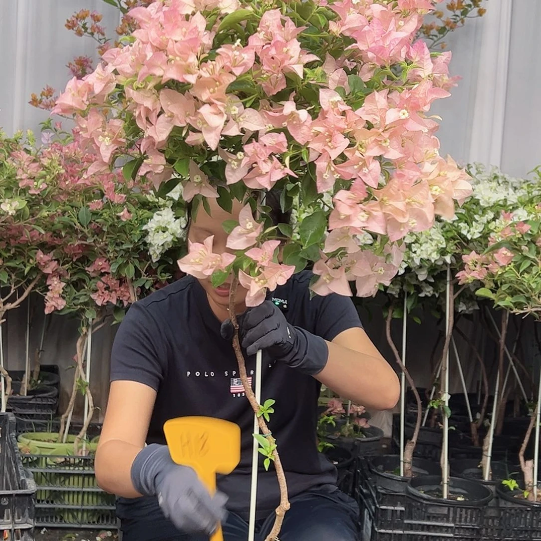 曼***华当前无花栽培后可以开花H18卡亚塔