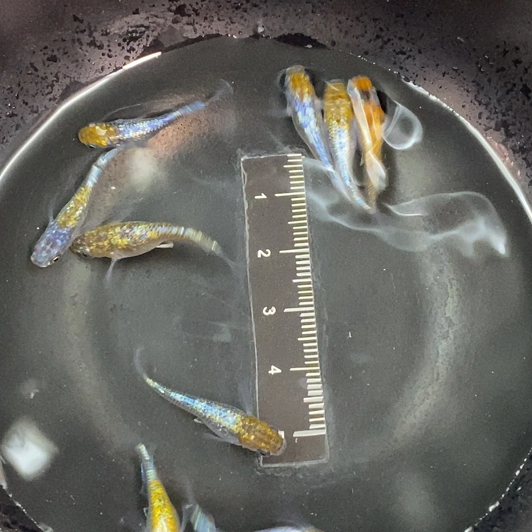 海水海王星一组8条，56