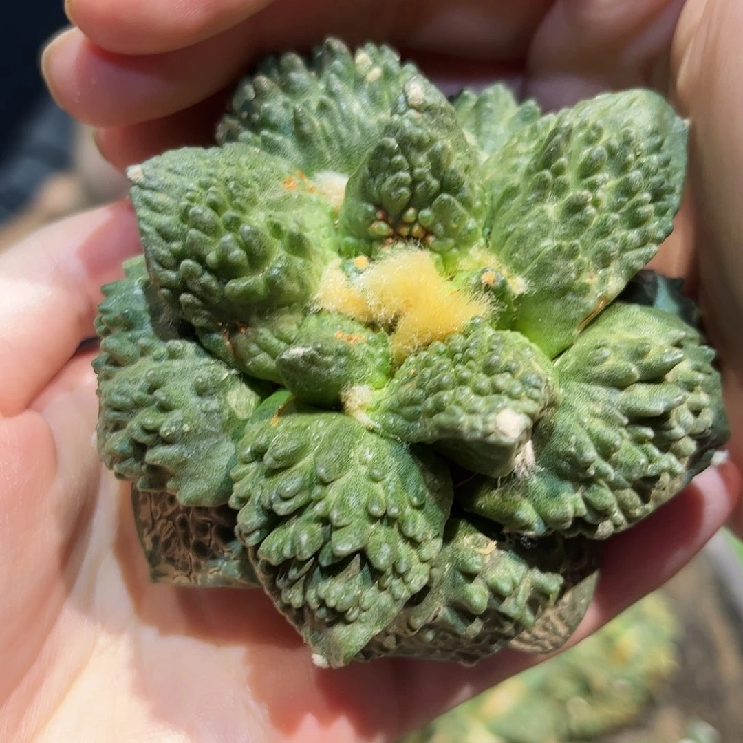 8.5cm自根超炸尤怒涛微损