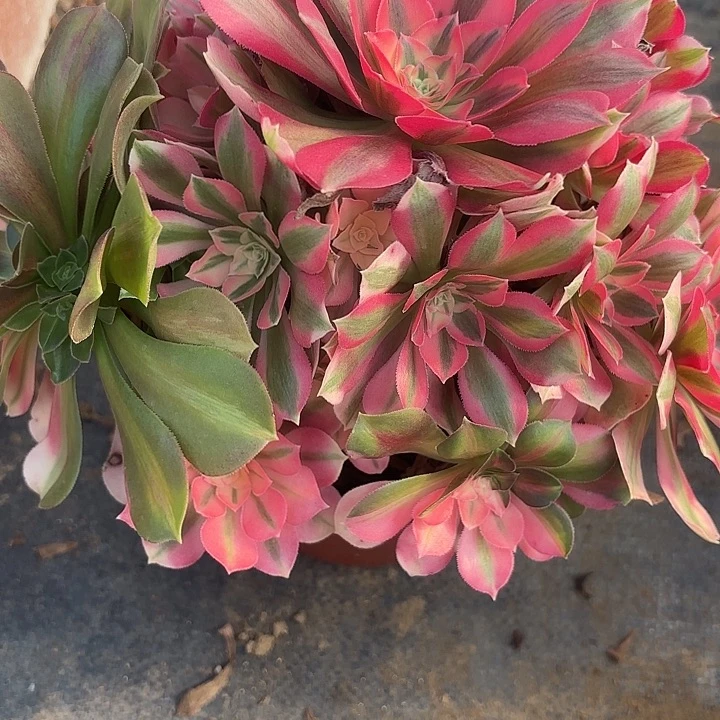 粉仙多肉法师不包损59