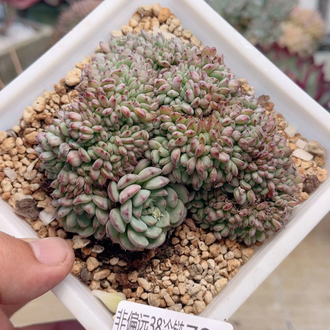 720基莲缀德华多肉