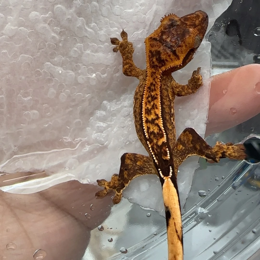 睫角守宫2号宝宝宝宝宝宝宝宝