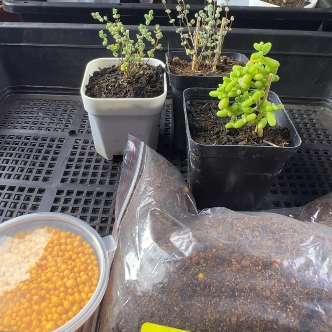 枝干番杏多肉植物549
