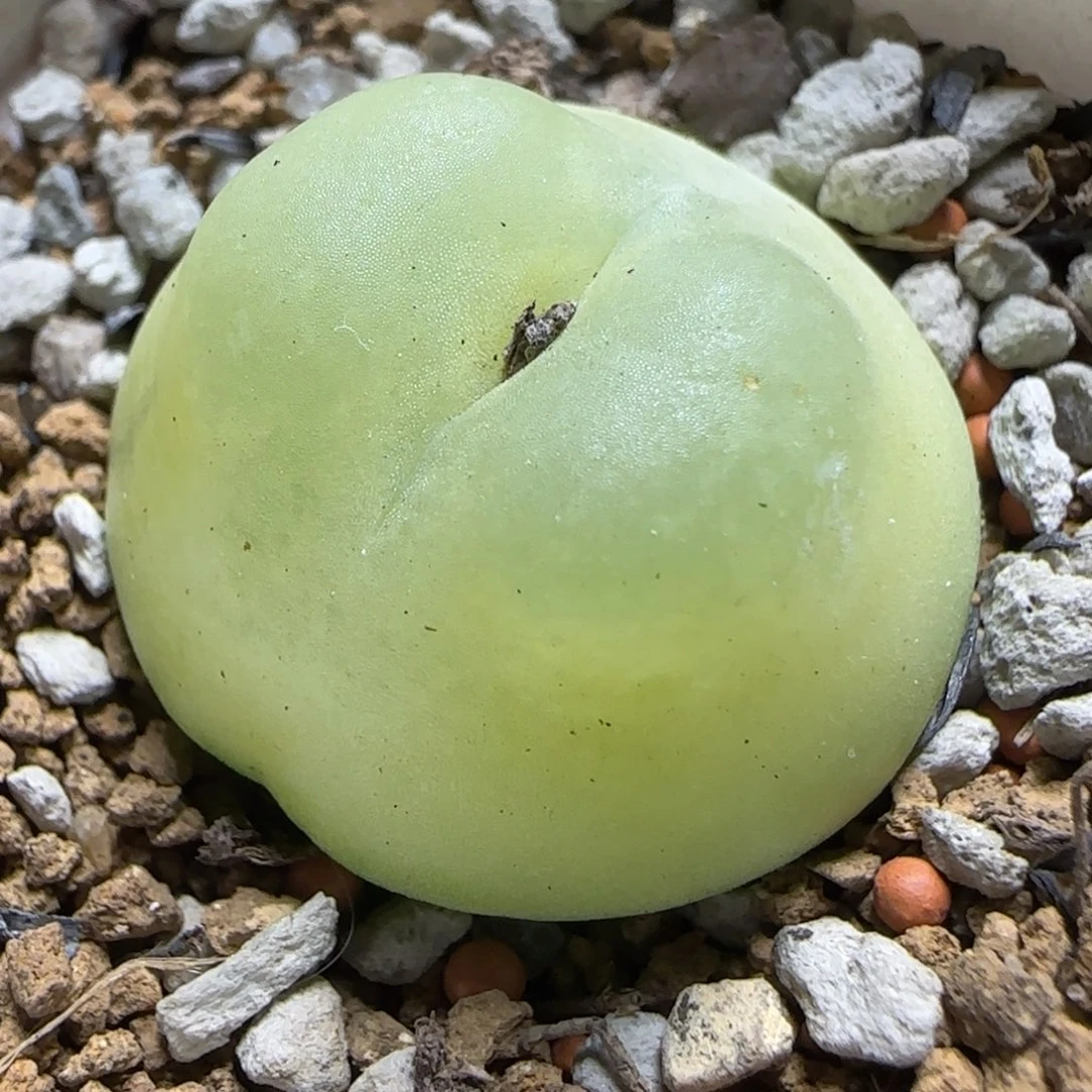 小年夜多肉福利3号