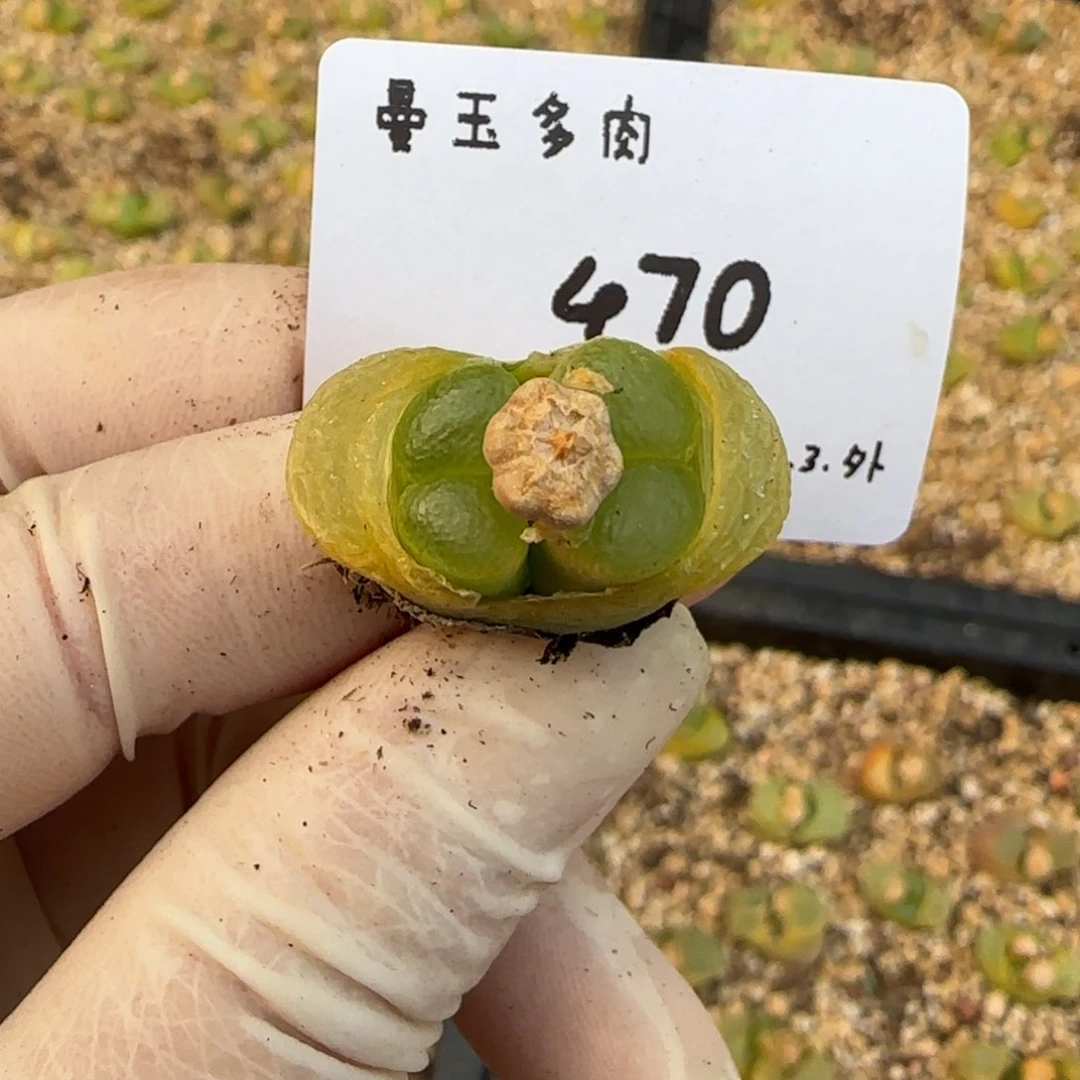 清**风多肉多肉多肉470