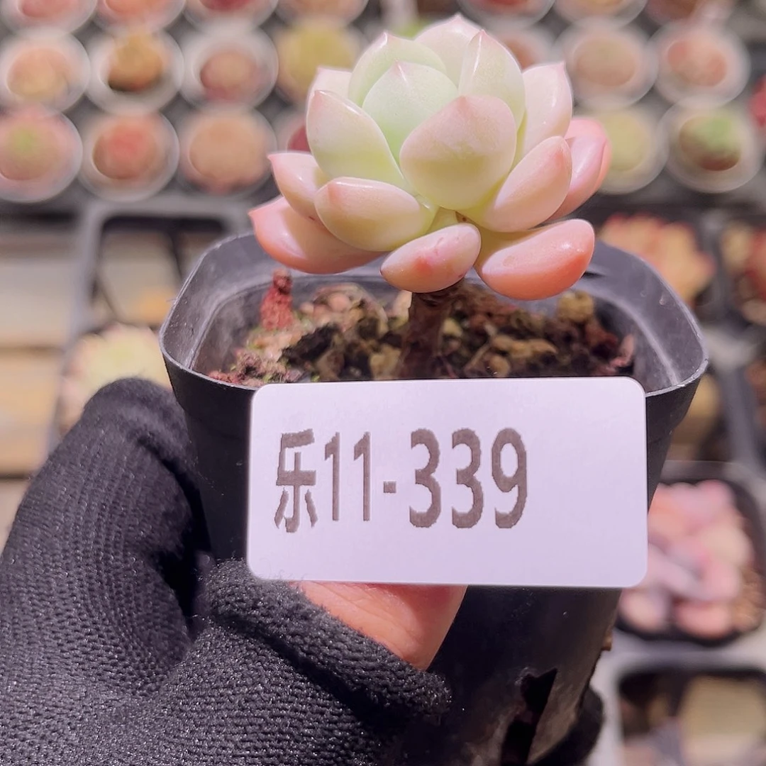 乐然11-339 玉兔单头 