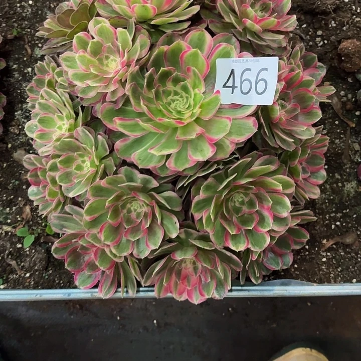 多肉植物福利来466个
