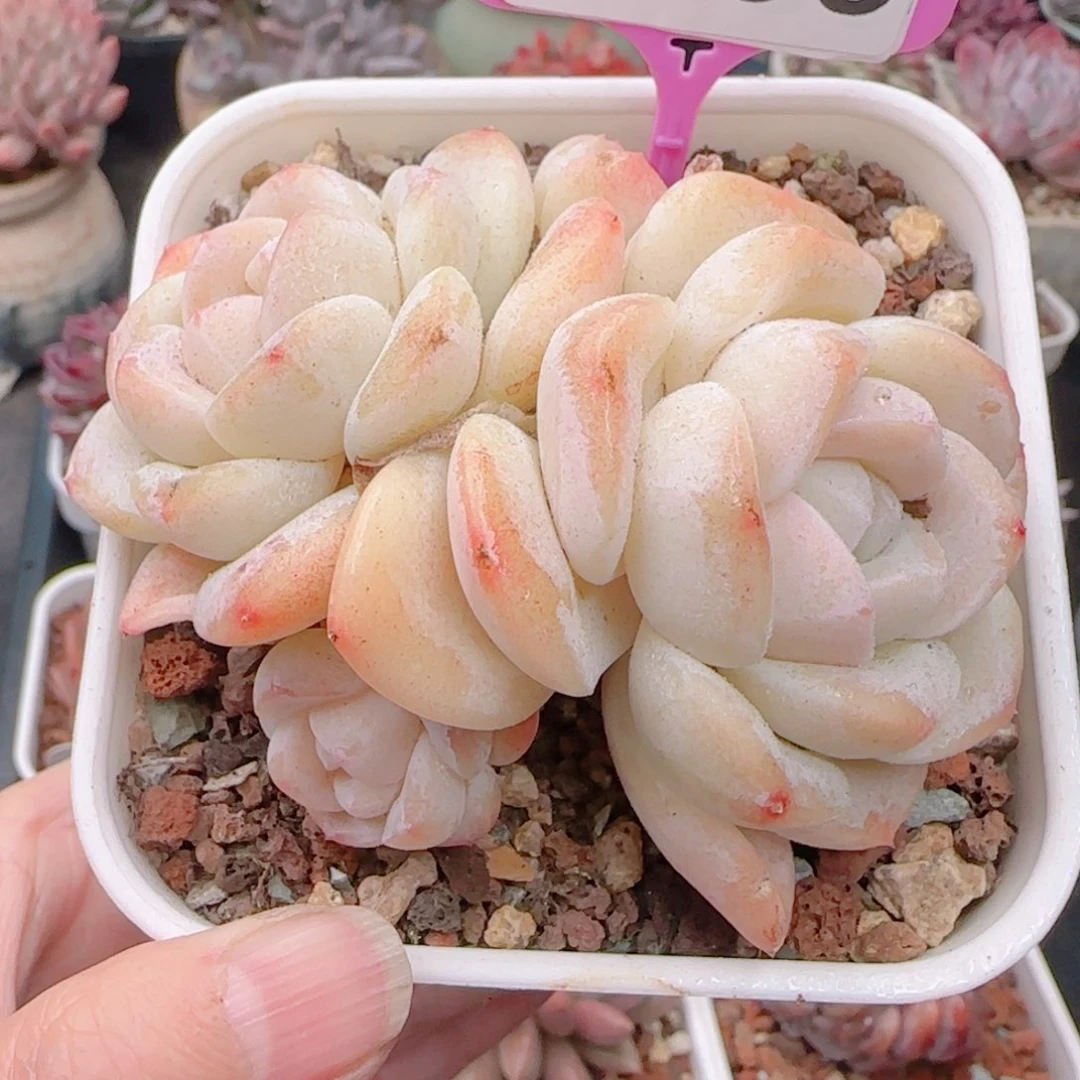 多肉植物7000………….