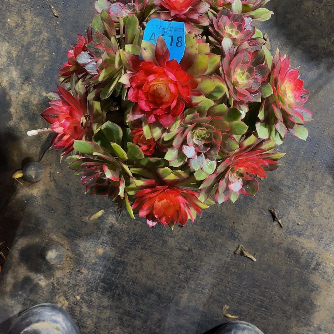 好**连多肉黑魔锦歪头，脱土发货618