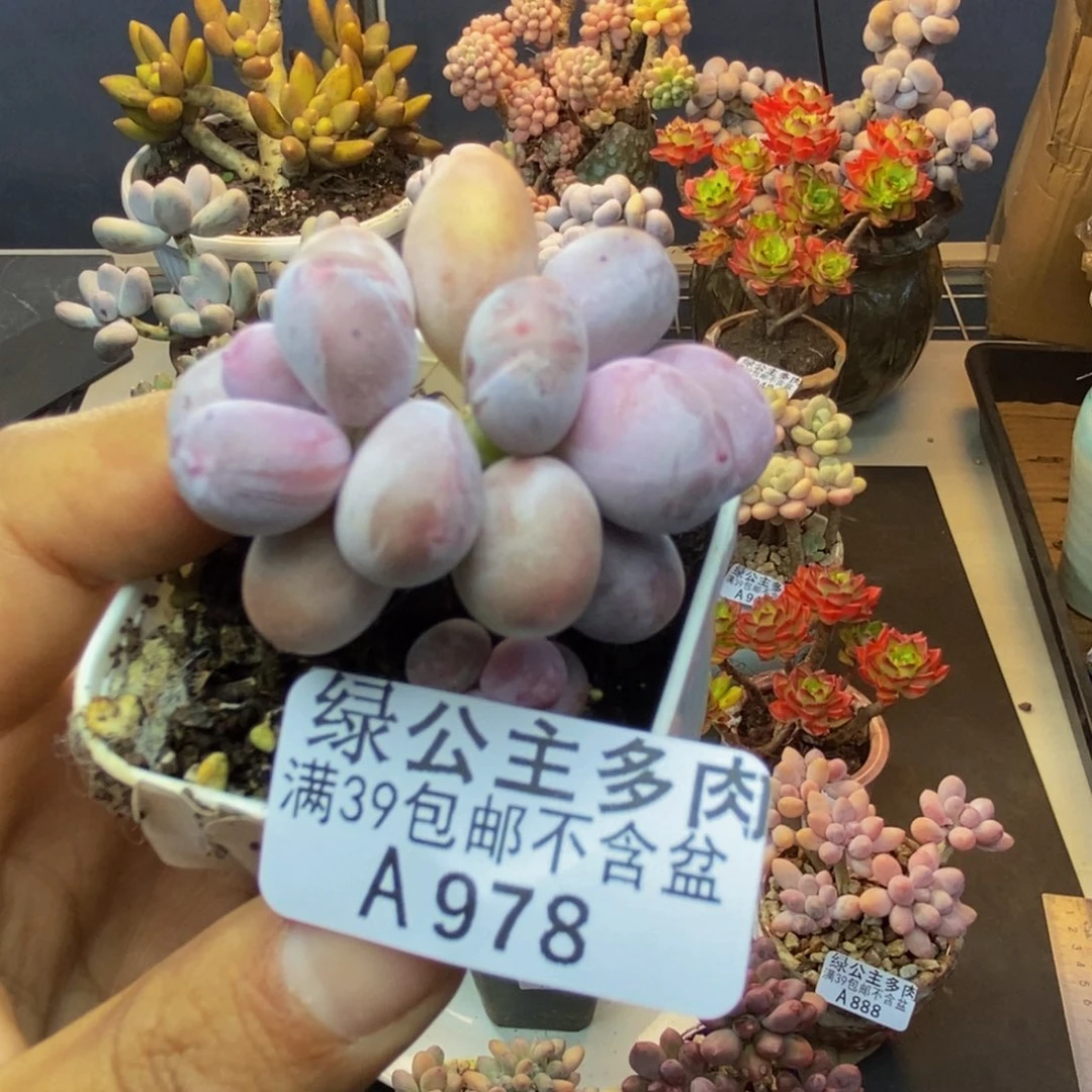 978糖豆奶多肉4c m