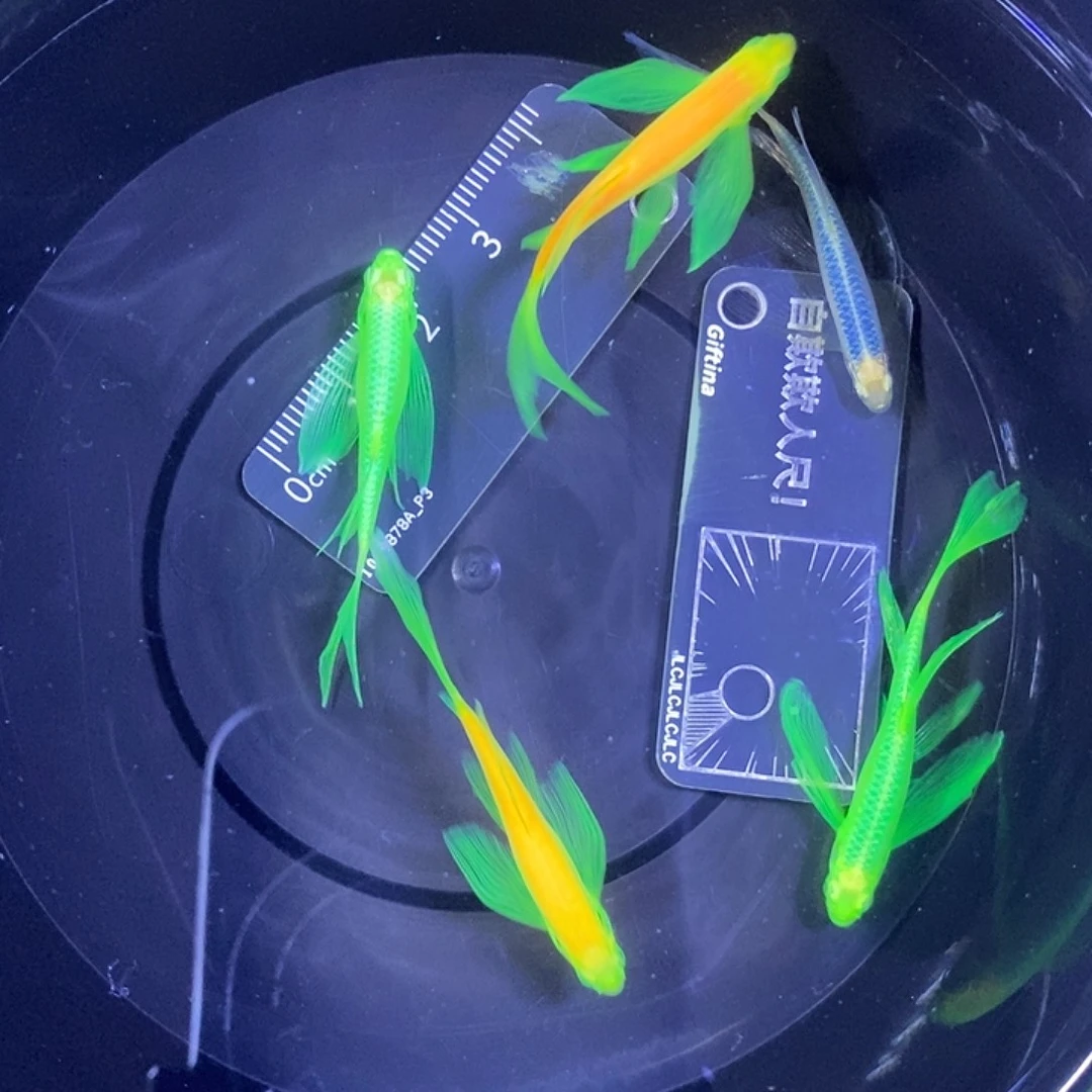 斑马鱼蝶翼斑马3.5-4厘米5条