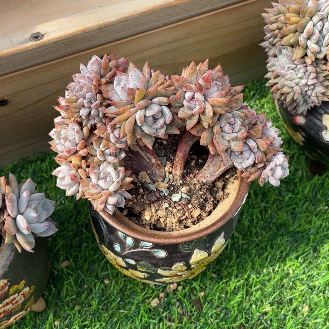 星影缀化 朵朵小树 多肉植物