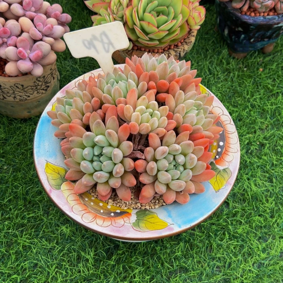 手捧花奶糖多肉植物
