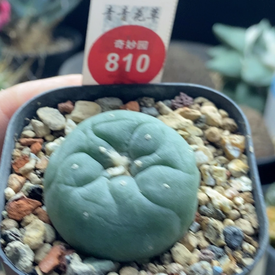 实生白肌海鲜3.3cm