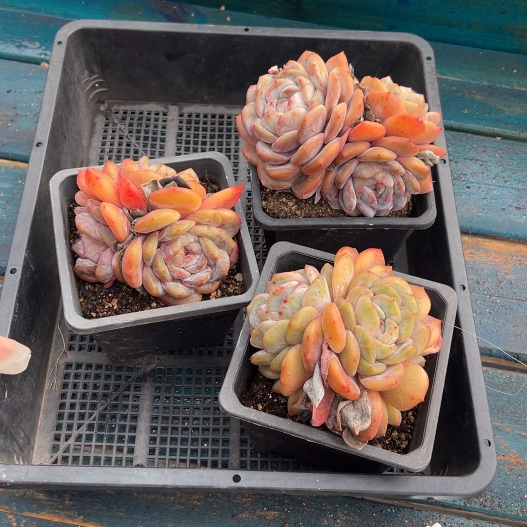 从前慢多肉精选编号0119.132