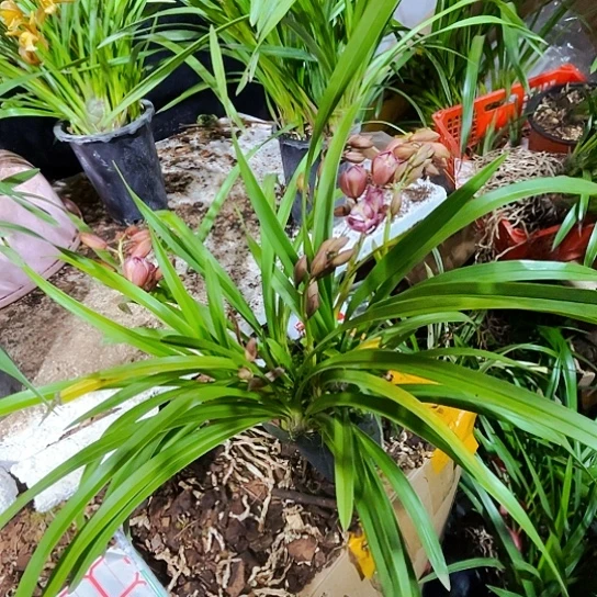 无花朵三星碟虎头按