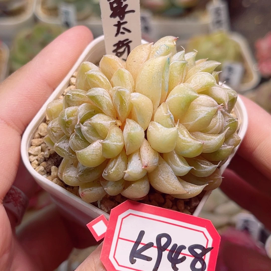 K948一物一拍 蒙太奇