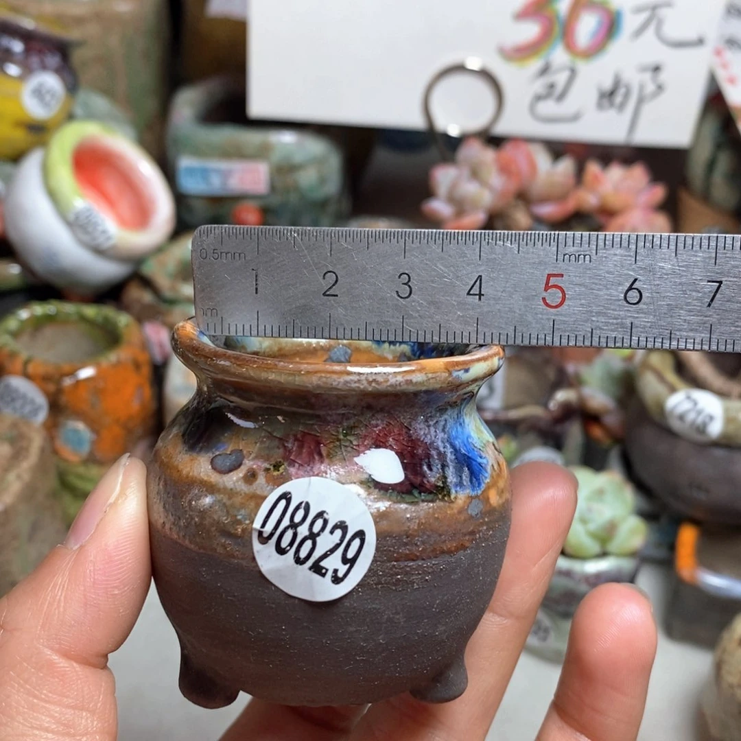 花盆拍5送一个小礼物