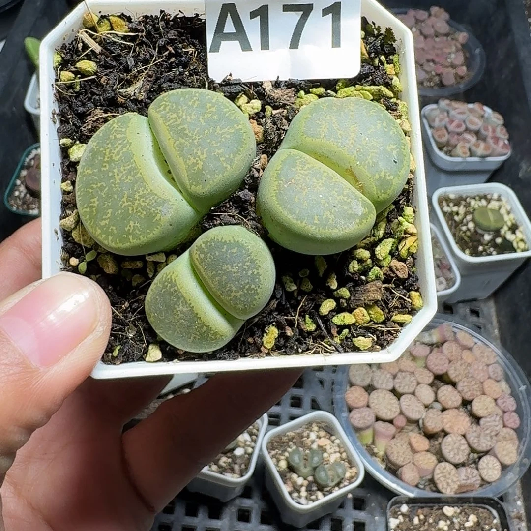 171多肉植物多肉植物