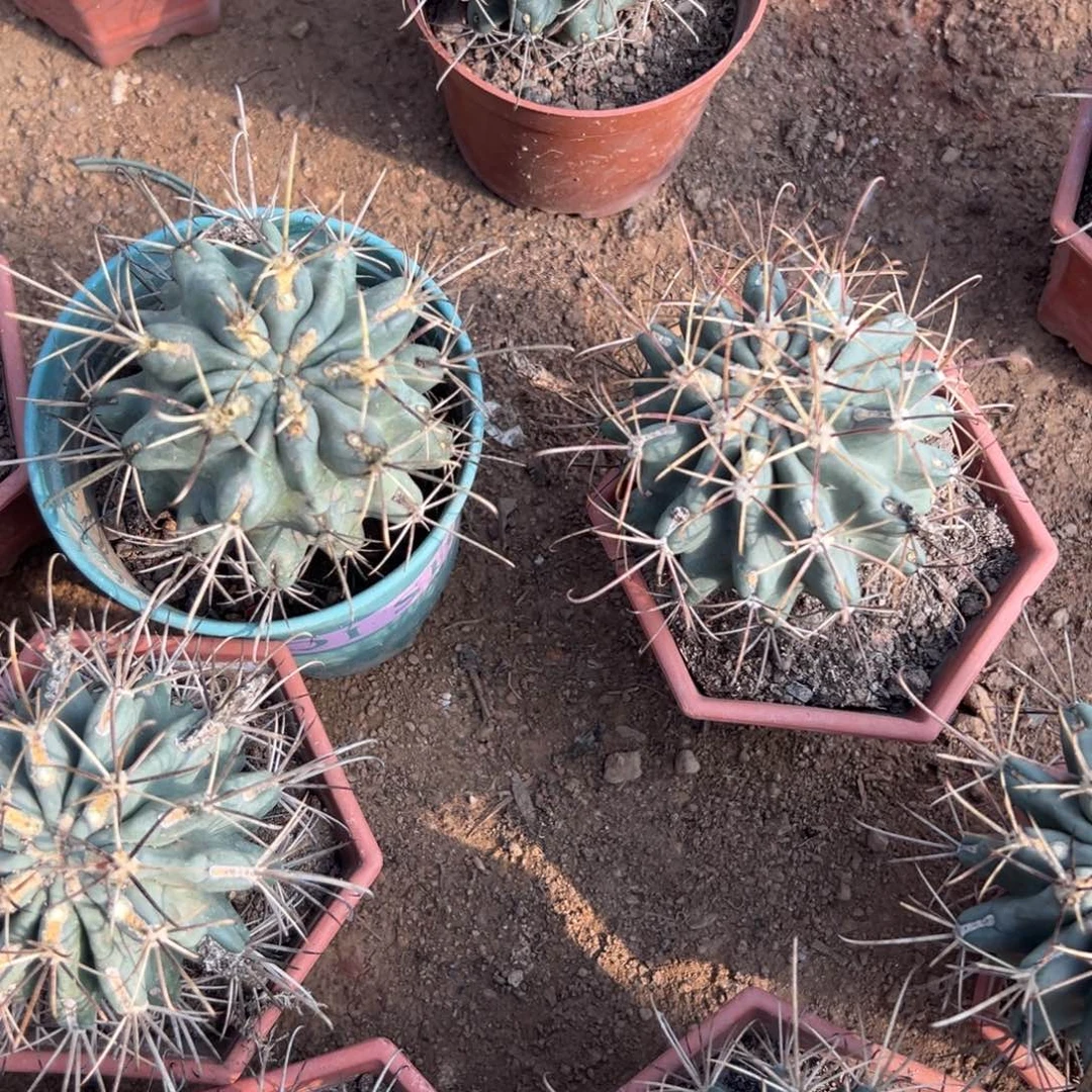 黑罗刹随机一颗。