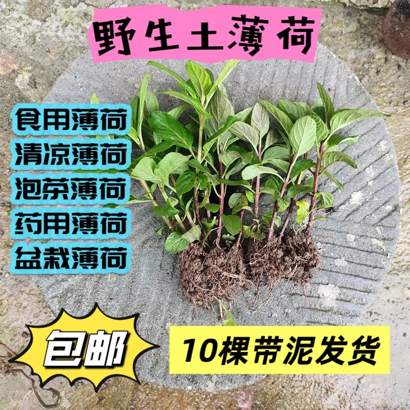 野生薄荷菜带根带原土药用食用泡茶薄荷阳台盆栽摘野薄荷10棵包邮