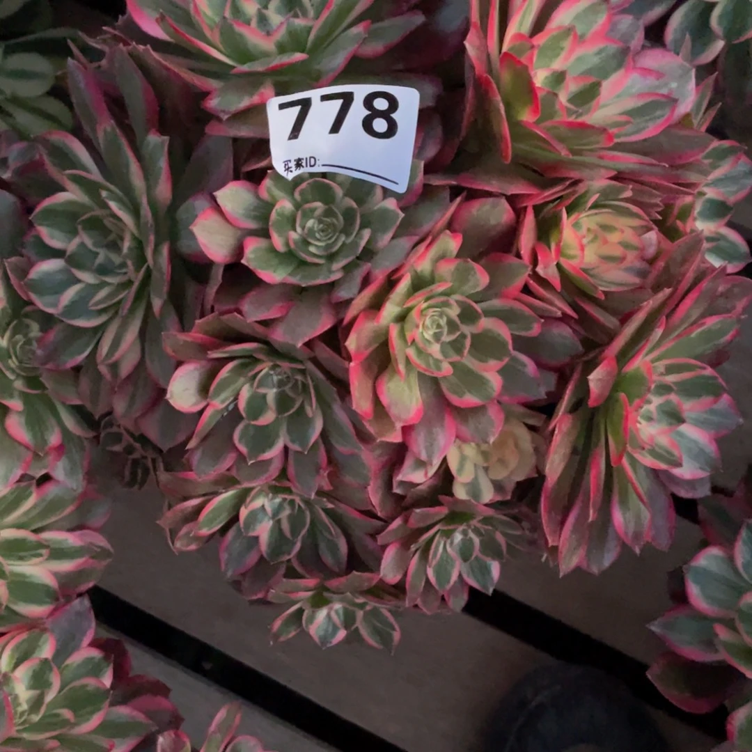 云***馆778云和多肉植物保护