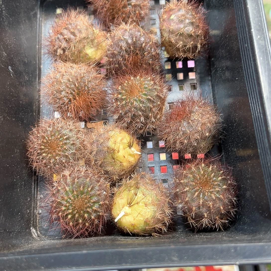 红刺百丝巢沟宝山仙人球