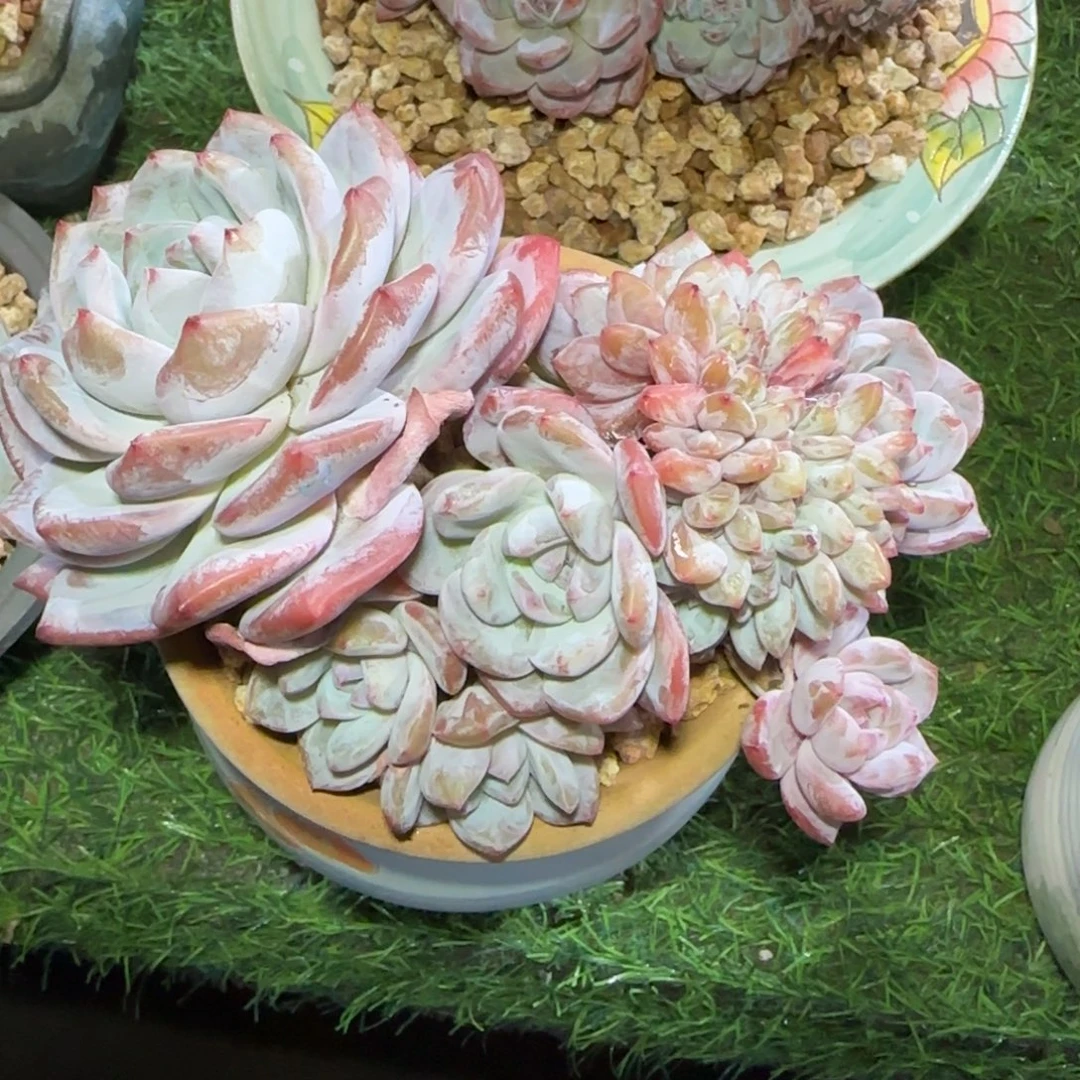 一物一拍7头带缀橙子