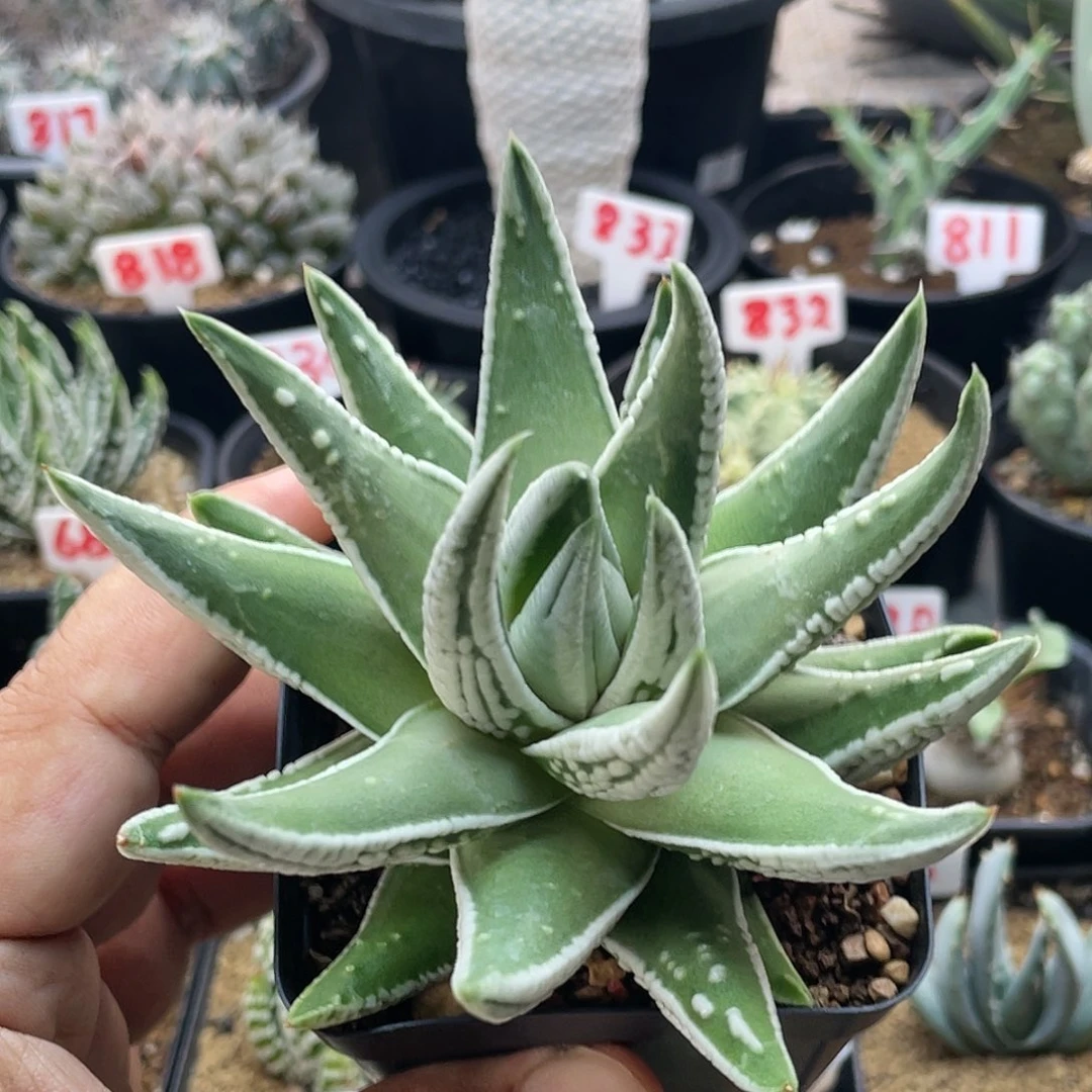 长***长粉丝专拍仙人球多肉植物