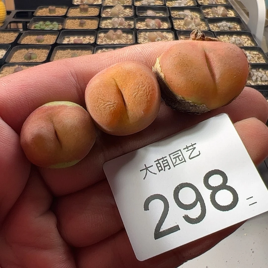 一物一拍。       。   298