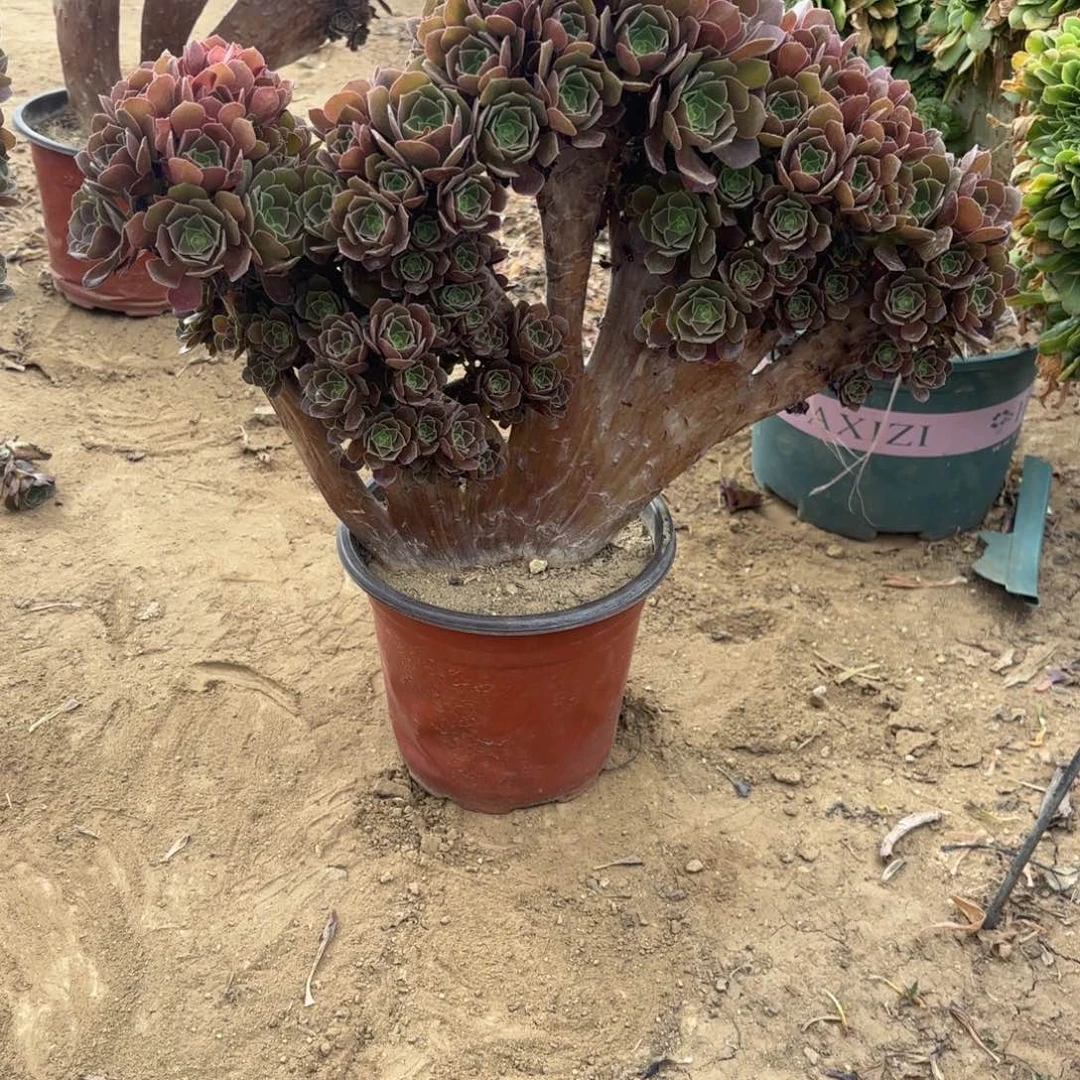 691玫瑰朵朵缀多肉植物